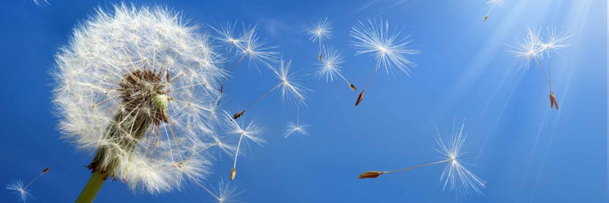 Dandelion clock and seeds blowing in the breeze Dandelion clock and seeds blowing in the breeze
