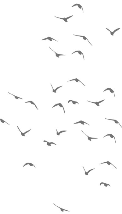 Birds flying Birds flying